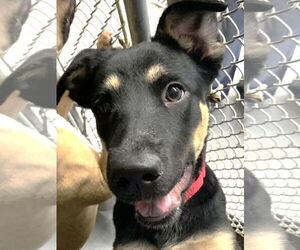 German Pinscher-Unknown Mix Dogs for adoption in Rockaway, NJ, USA