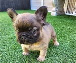 Small #1 French Bulldog