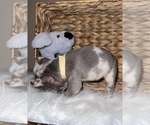 Small Photo #5 French Bulldog Puppy For Sale in CHANNELVIEW, TX, USA
