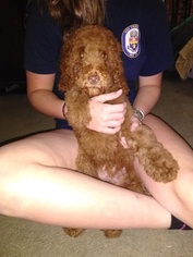 Poodle (Standard) Puppy for sale in GODLEY, TX, USA