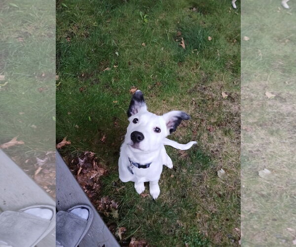 Medium Photo #7 Collie-Unknown Mix Puppy For Sale in St. Louis Park, MN, USA