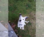 Small #6 Collie Mix