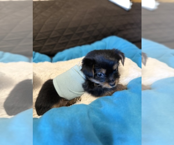 Medium Photo #9 Yorkshire Terrier Puppy For Sale in ORLANDO, FL, USA
