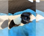 Small Photo #9 Yorkshire Terrier Puppy For Sale in ORLANDO, FL, USA