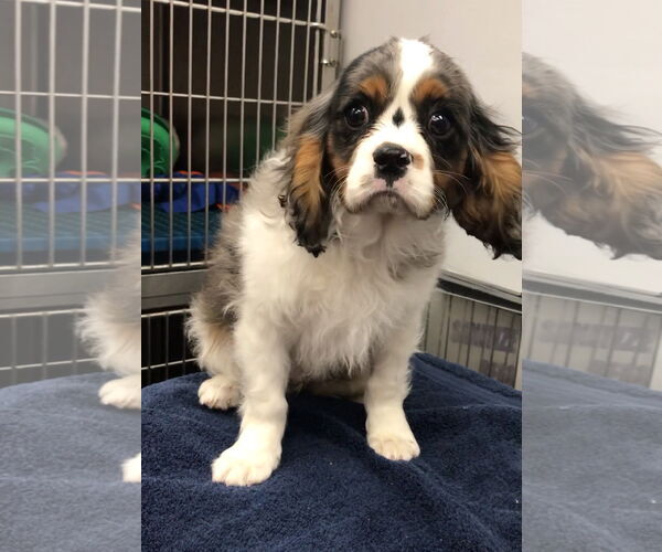 Medium Photo #1 Cavalier King Charles Spaniel Puppy For Sale in Lincolnwood, IL, USA