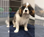 Small Cavalier King Charles Spaniel