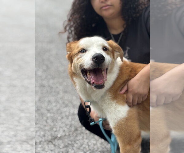Medium Photo #7 Australian Shepherd-Retriever  Mix Puppy For Sale in Decatur, GA, USA