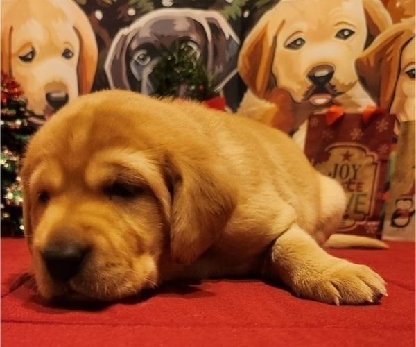 Medium Photo #22 Labrador Retriever Puppy For Sale in BUFFALO, NY, USA