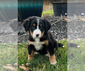 Bernese Mountain Dog Puppy for sale in NOBLESVILLE, IN, USA