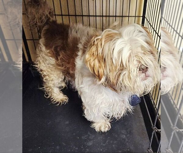 Medium Photo #1 Shih Tzu-Unknown Mix Puppy For Sale in Perth Amboy, NJ, USA