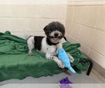 Small #6 Maltipoo