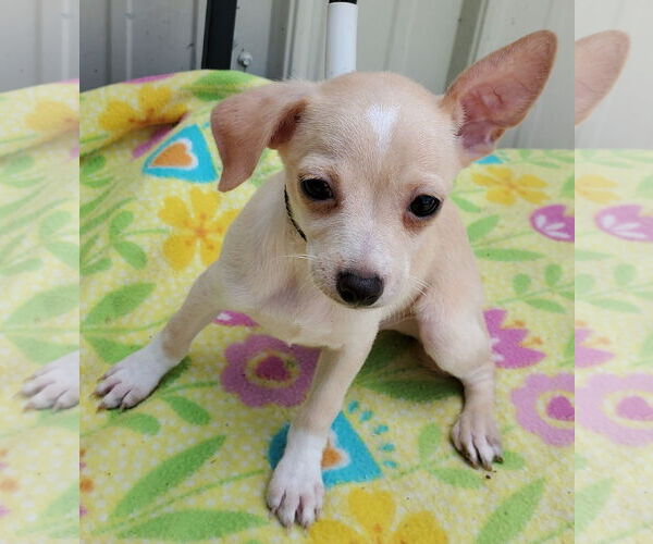 Medium Photo #2 Chihuahua Puppy For Sale in Mountain View, MO, USA