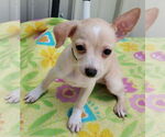 Small #1 Chihuahua