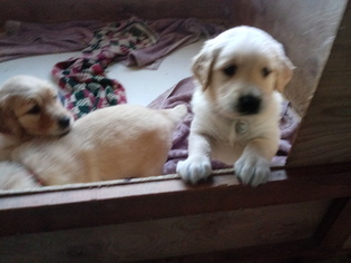Golden Retriever Puppy for sale in WILLIAMSTOWN, KY, USA