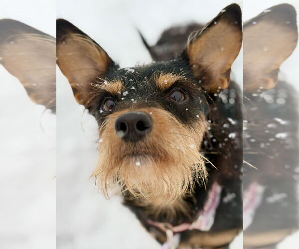 Medium Photo #1 Mutt Puppy For Sale in West Cornwall, CT, USA