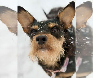 Mutt Dogs for adoption in West Cornwall, CT, USA