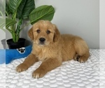 Small #4 Golden Retriever