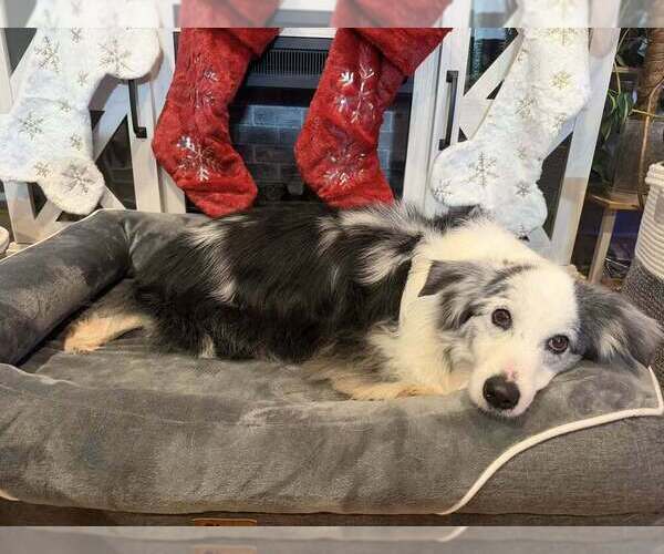 Medium Photo #12 Australian Shepherd-Unknown Mix Puppy For Sale in New York, NY, USA