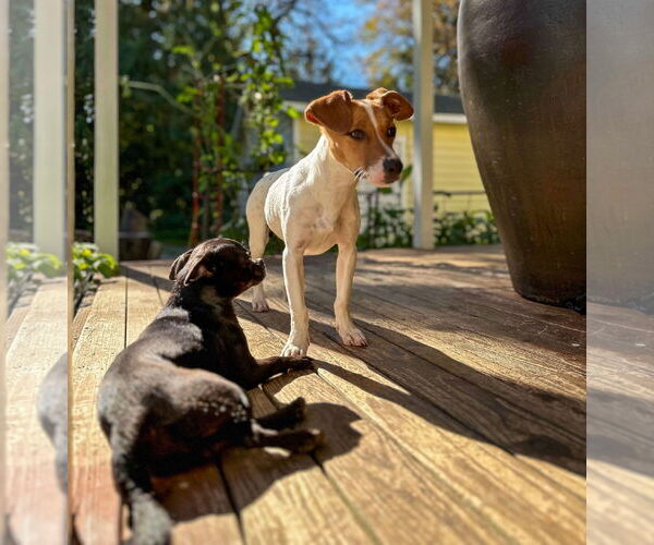 Medium Photo #11 Jack Russell Terrier-Whippet Mix Puppy For Sale in Arlington, WA, USA