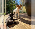 Small #10 Jack Russell Terrier-Whippet Mix