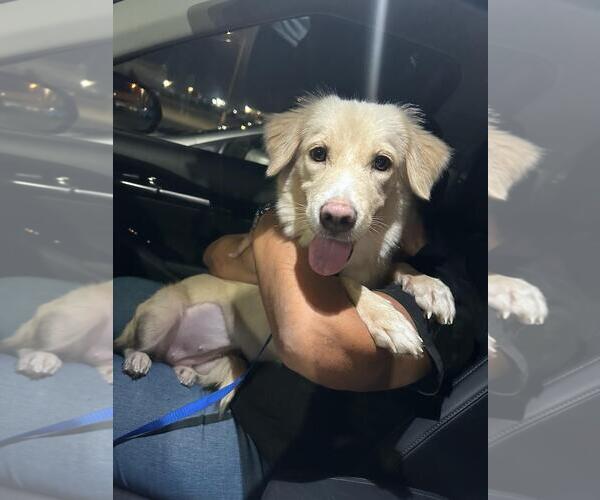 Medium Photo #3 Golden Retriever-Unknown Mix Puppy For Sale in NYC, NY, USA