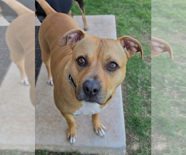 Medium Photo #13 American Pit Bull Terrier-Unknown Mix Puppy For Sale in OKLAHOMA CITY, OK, USA