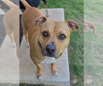Small #12 American Pit Bull Terrier Mix