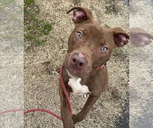 Mutt Dogs for adoption in Evansville, IN, USA