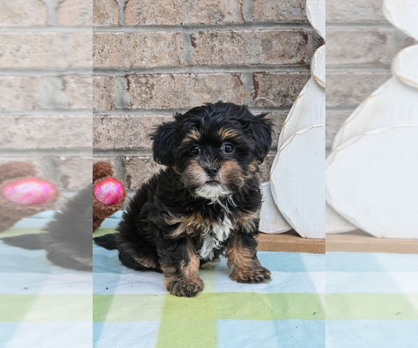 Medium Photo #6 Havapoo Puppy For Sale in GUTHRIE, KY, USA