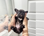 Small #9 French Bulldog