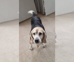 Small #1 Beagle