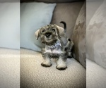 Small Photo #9 Schnauzer (Miniature) Puppy For Sale in HESPERIA, CA, USA