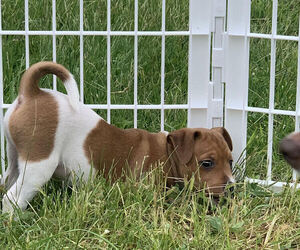 Rat Terrier Puppy for sale in MOLALLA, OR, USA