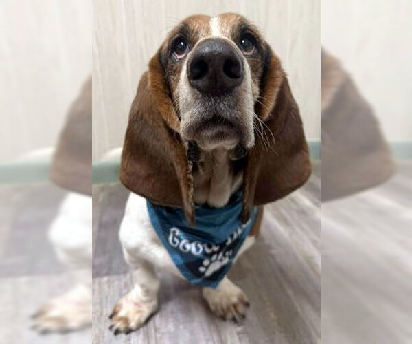 Medium Photo #1 Basset Hound Puppy For Sale in Deepwater, NJ, USA