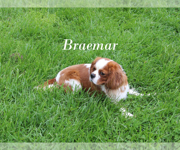 Medium Photo #1 Cavalier King Charles Spaniel Puppy For Sale in CHANUTE, KS, USA