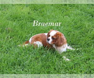 Cavalier King Charles Spaniel Puppy for sale in CHANUTE, KS, USA