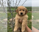 Puppy Yellow collar Golden Retriever