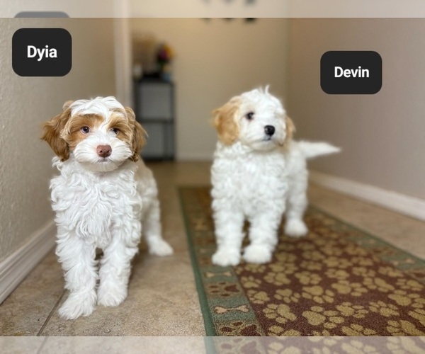 Medium Photo #6 Poovanese Puppy For Sale in TUCSON, AZ, USA