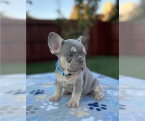 French Bulldog Puppy for sale in SACRAMENTO, CA, USA
