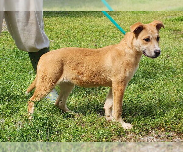 Medium Photo #2 Labsky Puppy For Sale in Wetumpka, AL, USA