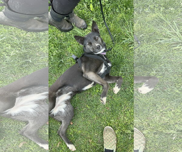 Medium Photo #1 Border Collie-Unknown Mix Puppy For Sale in Chico, CA, USA