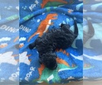 Small Photo #5 Aussiedoodle-Bernedoodle Mix Puppy For Sale in BELTON, SC, USA
