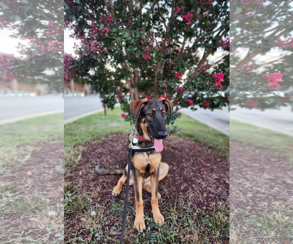 Medium Photo #10 German Shepherd Dog Puppy For Sale in Centreville, VA, USA