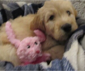 Goldendoodle Puppy for sale in FARMINGTON, NY, USA