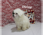 Small #17 Poodle (Toy)