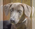 Small Weimaraner Mix