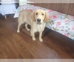 Small #6 Golden Retriever