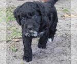 Small Photo #12 Golden Mountain Doodle  Puppy For Sale in AUBURNDALE, FL, USA