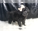 Small #3 Poodle (Toy)