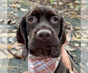 Cocker Spaniel Dogs for adoption in Arlington, VA, USA